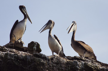 Pelicanos sobre una roca en las Islas ballestas en Peru