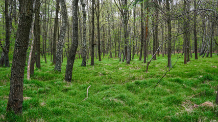 trees in the forest