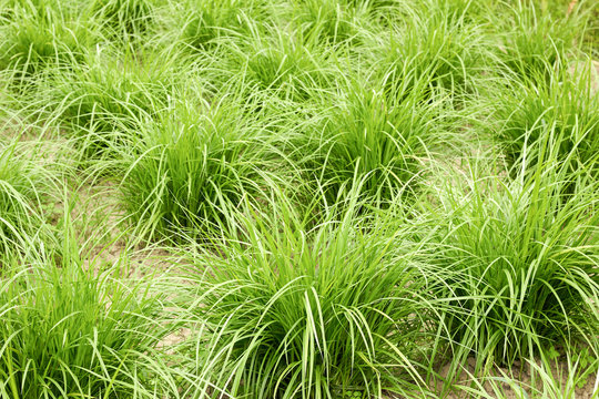 Earthnut sedge in the field, nature background, earth almond plant growing outdoors on bed in the garden, closeup, copy space. Vegan food and organic agriculture concept