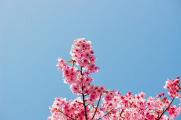 cherry blossom