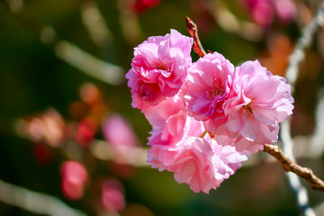 close up of pink flower