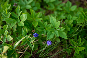 Bee on a blue bell flower