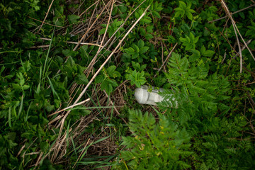 Plastic bottle on grass pollution