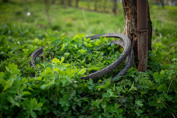 Old bicycle rubber tires on grass under the tree