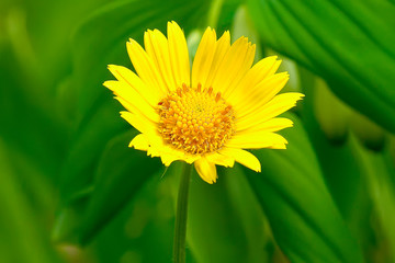 Doronicum pardalianches spring bloom in yellow