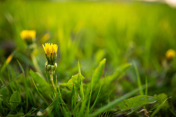 yellow flower in grass close up