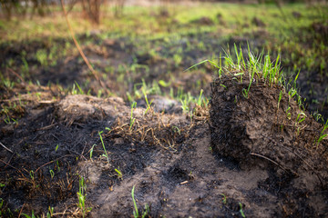Burned grass and soil close-up