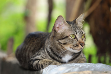 Close up gray cat house is sit down and rest on the old wall near the garden at thailand