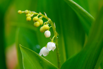 Blooming spring lily of the valley in dew
