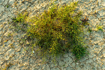 Closeup of wild shrub at the desert on sunny day