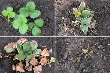 Strawberry illness. Berries disease. Fusarium oxysporum. Crop problem