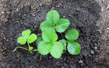 Strawberry. Young  bush after watering. Overgrowth of the plant shoot. Agriculture. Spring time