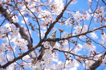 桜とヒヨドリ