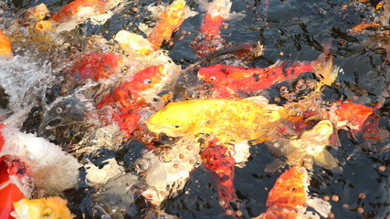 Many colorful koi fish play in the pool and wait for the party. The concept of fighting for food Decorative fish for the park area
