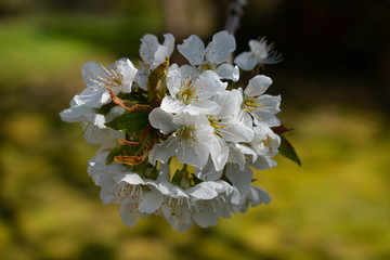 kirschblüte