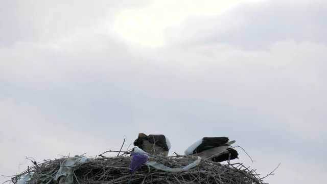 A group of large storks eat in a nest that is located high above the ground