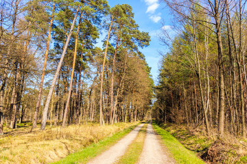 Road in forest on sunny spring day in Puszcza Niepolomicka near Krakow city, Poland