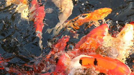 Obraz na płótnie Canvas Many colorful koi fish play in the pool and wait for the party. The concept of fighting for food Decorative fish for the park area