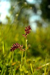 Wild Orchidea on a green background