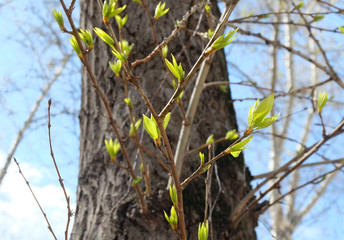 The first leaves on the branches of the old poplar (Populus balsamifera) in early spring