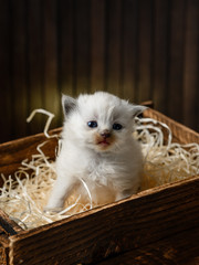Fototapeta na wymiar Little white kitten in a wooden box