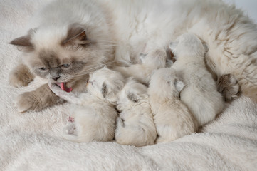 The cat is caring for a kitten. The cat licks the kitten. Kittens suck cat’s breasts