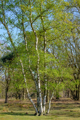 A birch in springtime, fresh bright green colors on a sunny day