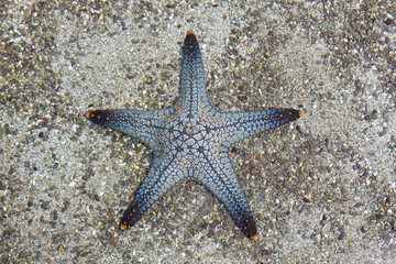 Starfish with sand stone