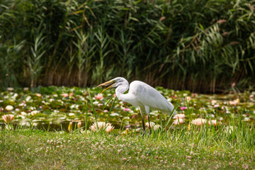 Great Egret (Ardea alba) looks for food