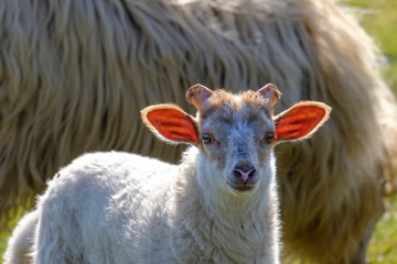 Obraz premium Dutch sheep lamb. A white lamb looks cheerfully at the camera, the sun shines through the lamb's ears, small horns, the mother sheep in the background