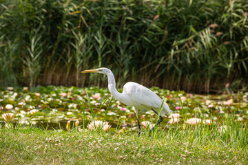 Great Egret (Ardea alba) looks for food