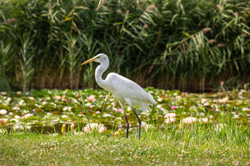 Great Egret (Ardea alba) looks for food