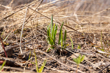 The first spring grass is bright green