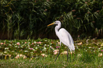 Great Egret (Ardea alba) looks for food
