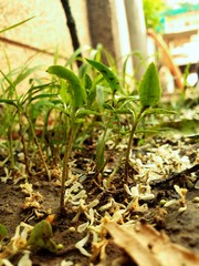 The beauty of autumn