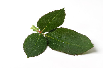 3 foglie verdi e bagnate , isolate su sfondo bianco