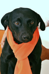 Cane nero con sciarpa arancione isolato su sfondo bianco