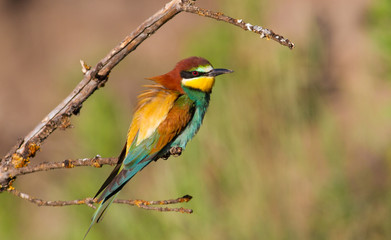 Merops apiaster, common bee-eater, еuropean bee eater. Early morning a bird sits on an old beautiful dry branch