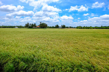 Landscape of rice fields with rice, coconut trees, clouds, blue sky. The scenery often found in the Mekong Delta region of southern Vietnam. Royalty high-quality free stock image of landscape