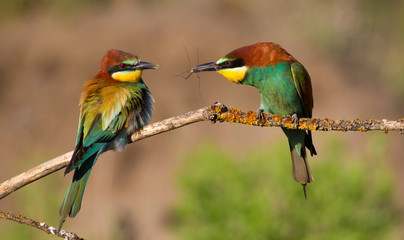 Merops apiaster, common bee-eater, еuropean bee eater. Early morning a family of birds sits on an old dry branch. The male brought the prey to the female, takes care of her