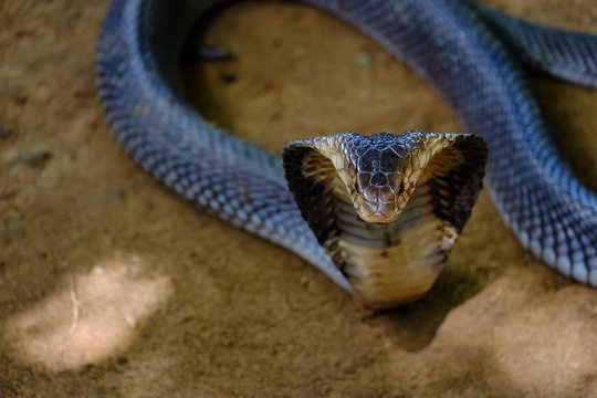 Portrait of the King Cobra. A dangerous animal in forests Asian. Royalty high-quality free stock image of the snake. Wildlife photography.