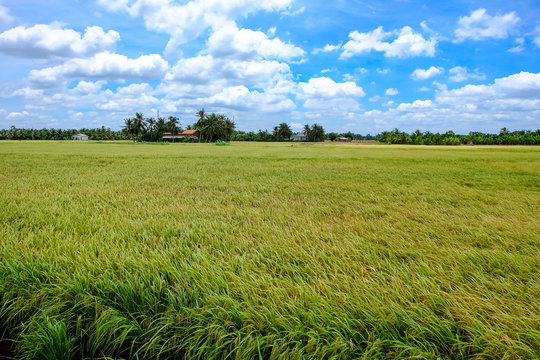Landscape of rice fields with rice, coconut trees, clouds, blue sky. The scenery often found in the Mekong Delta region of southern Vietnam. Royalty high-quality free stock image of landscape