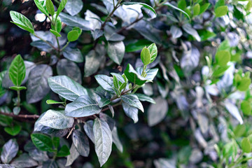 Green leaves with sunlight pattern background, spring blooming buds in the trees abstract green foliage texture, nature background.
