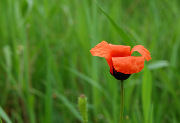 kwiat maku, poppy flower, nature, summer, lato