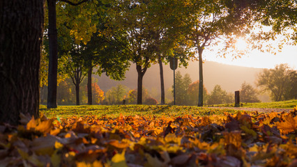 Goldene Herbstlandschaft mit bunten Blättern am Boden
