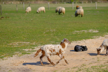 Fototapeta premium Dutch Heath sheep. a white brown lamb is happily jumping on a sunny morning in the grass, small horns. Sheeps in background. Friesland, the Neherlands
