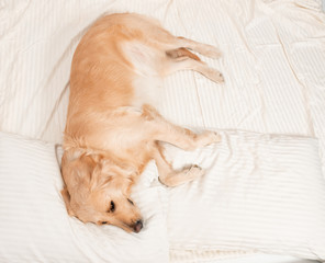 Cute Golden retriever dog sleeping on the bed. Dog covered in white blanket. Spanding time at home. cozyness and funny dog. Top view photo concept