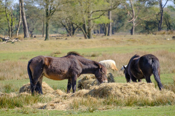 Fototapeta premium Two Exmoor ponies eat hay in a wooded landscape, sheep in background, Friesland, the Netherlands