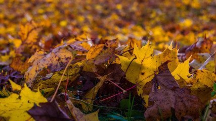 Golden-braune Blätter liegen am Boden