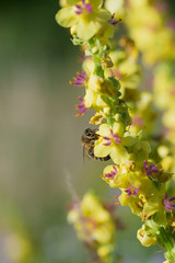 honey bee collecting nectar from black mullein plant. soft background